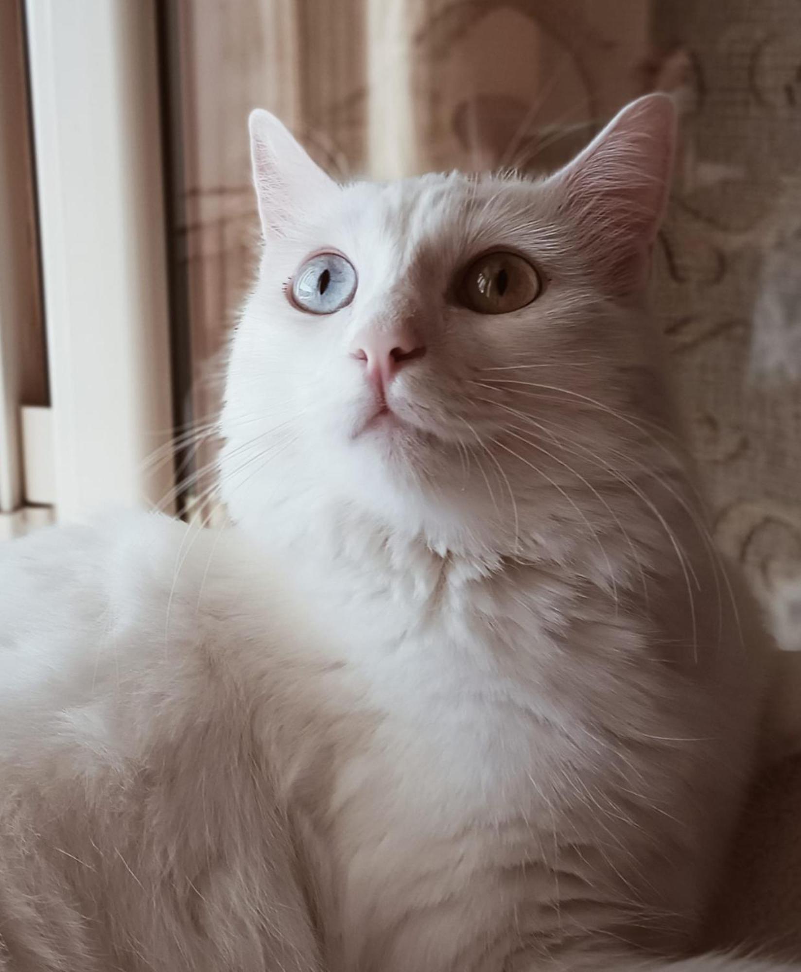 The White Cat Villa Napoli Ngoại thất bức ảnh